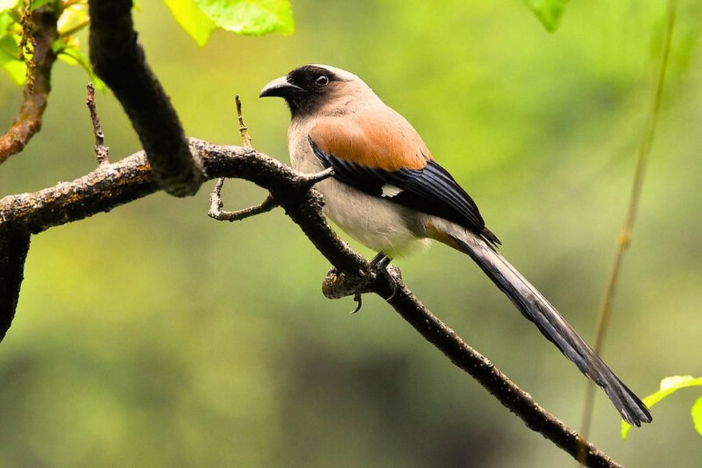 Grey Treepie Bird