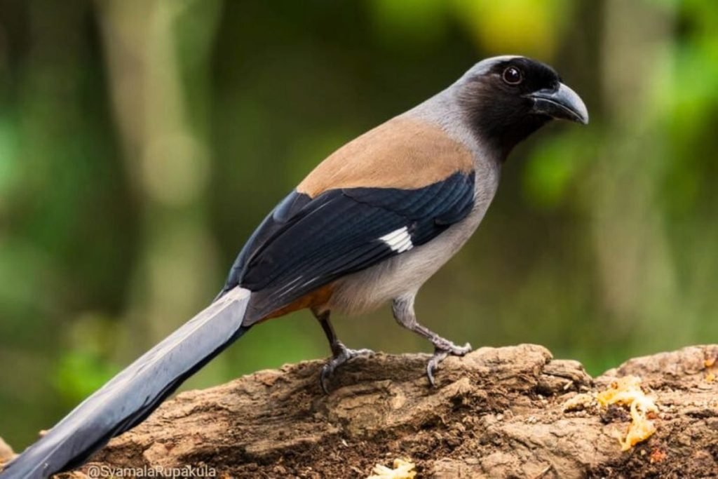 Grey Treepie Bird