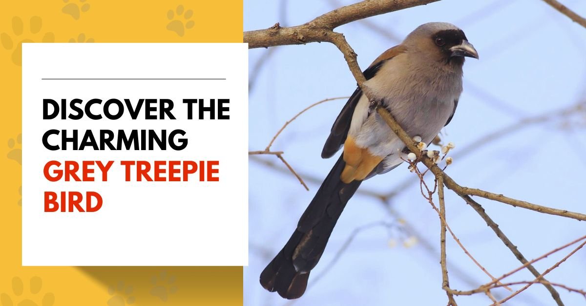 Discover the Charming Grey Treepie Bird