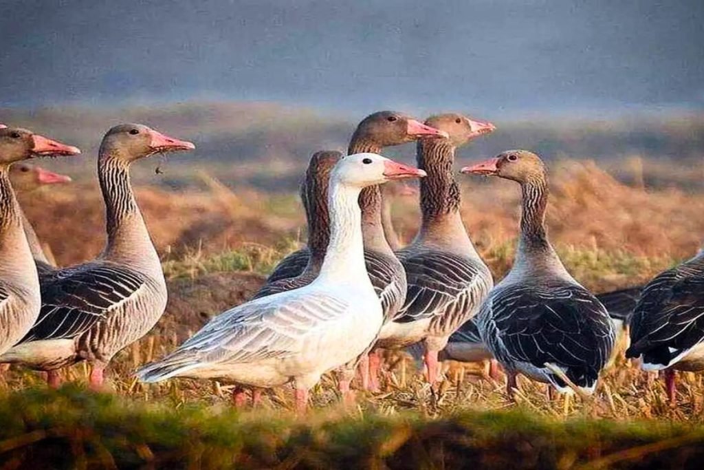 Greylag Goose in Rajaji National Park