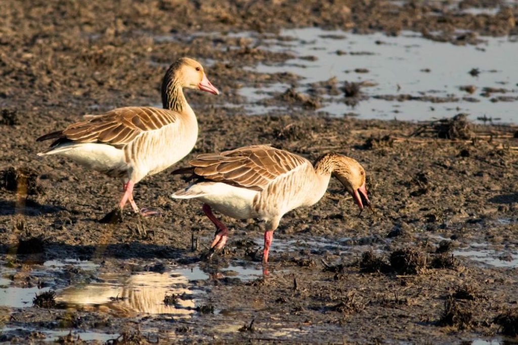 Greylag Goose in Rajaji National Park