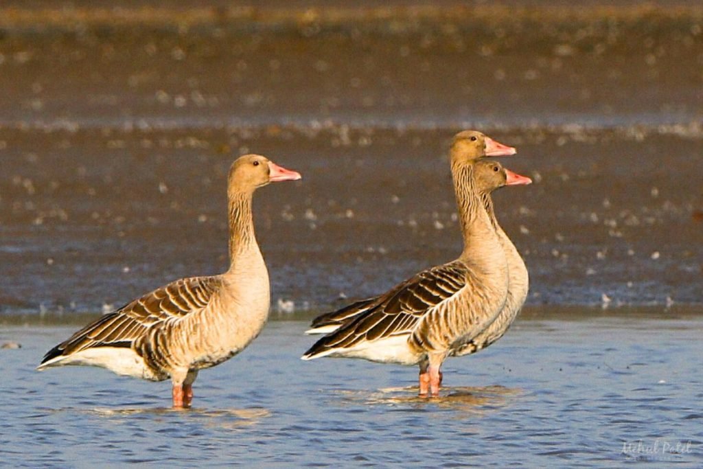 Greylag Goose in Rajaji National Park