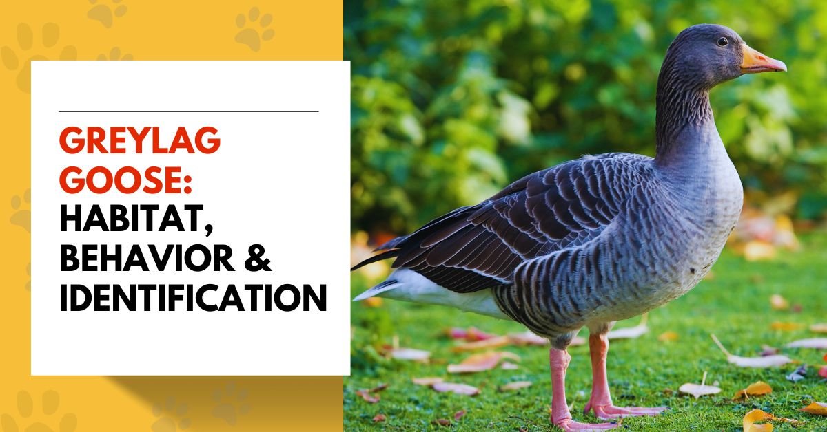 Greylag Goose: Habitat, Behavior & Identification