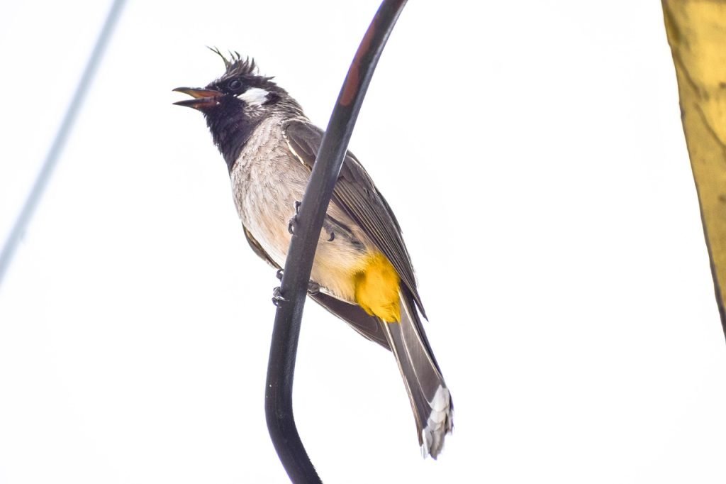 Himalayan Bulbul
