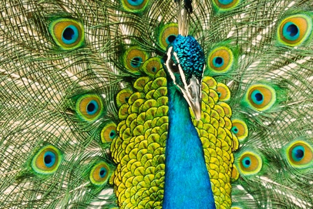 Indian Peafowl
