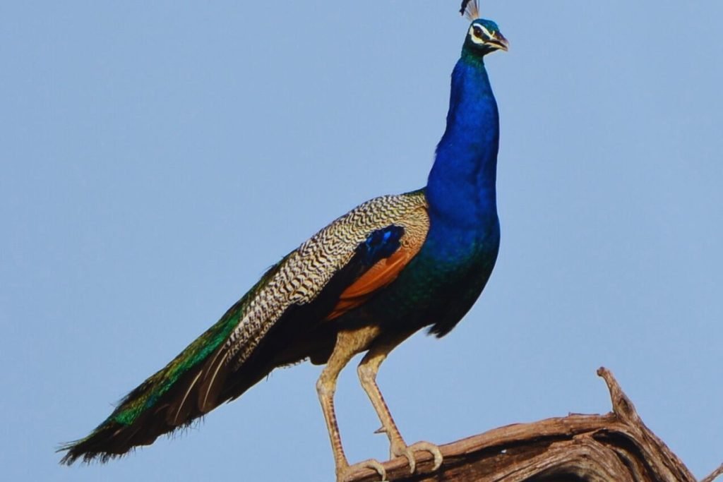 Indian Peafowl