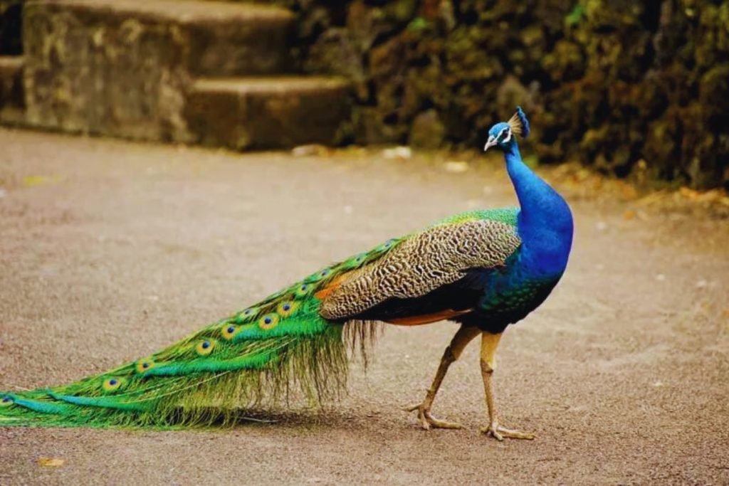 Indian Peafowl