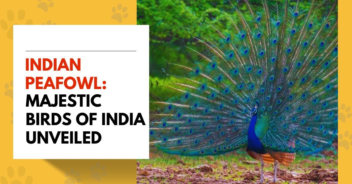 Indian Peafowl: Majestic Birds of India Unveiled