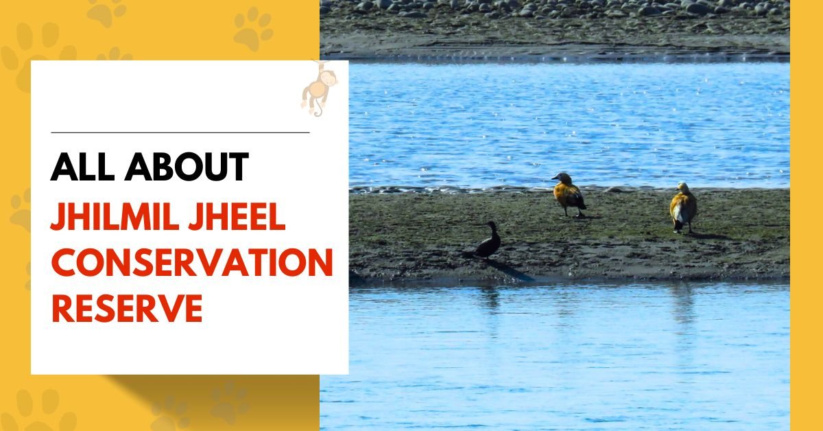 Jhilmil Jheel Conservation Reserve