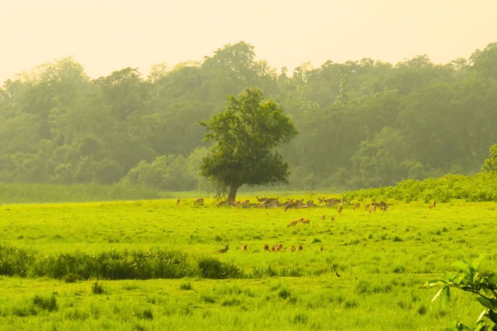 Jhilmil Jheel Conservation Reserve