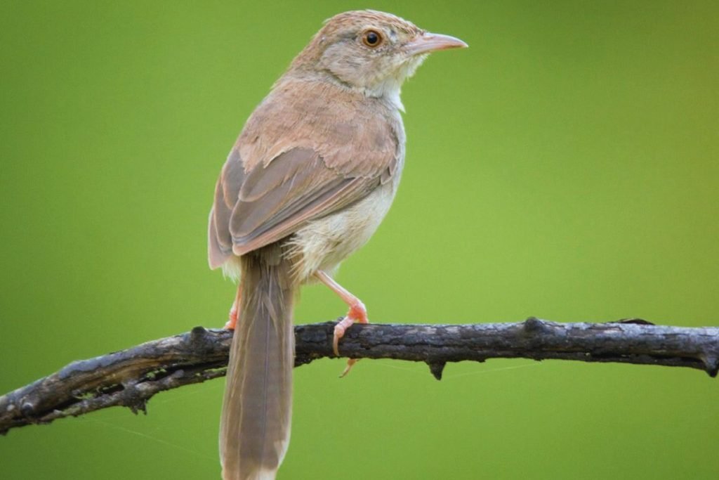Jungle Prinia