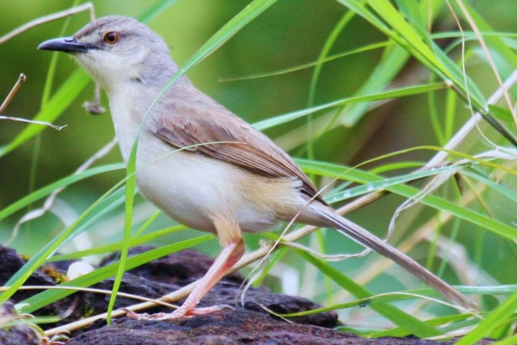 Jungle Prinia