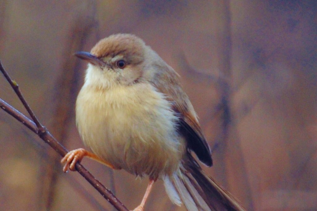 Jungle Prinia