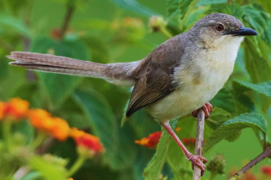 Jungle Prinia