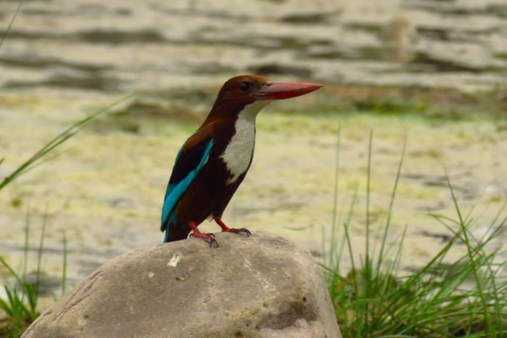 Kingfisher in Rajaji