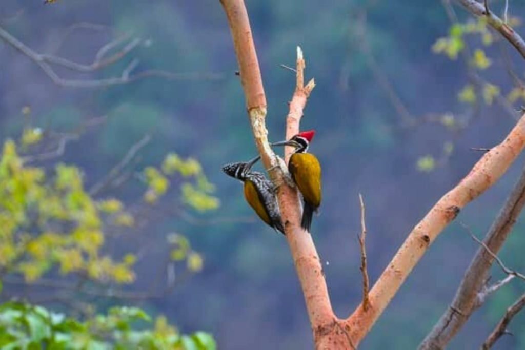 Kunjapuri trek birdwatching