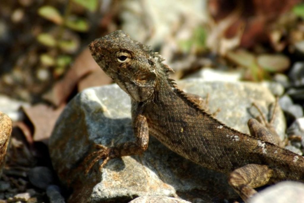 Lizard in Rajaji National Park