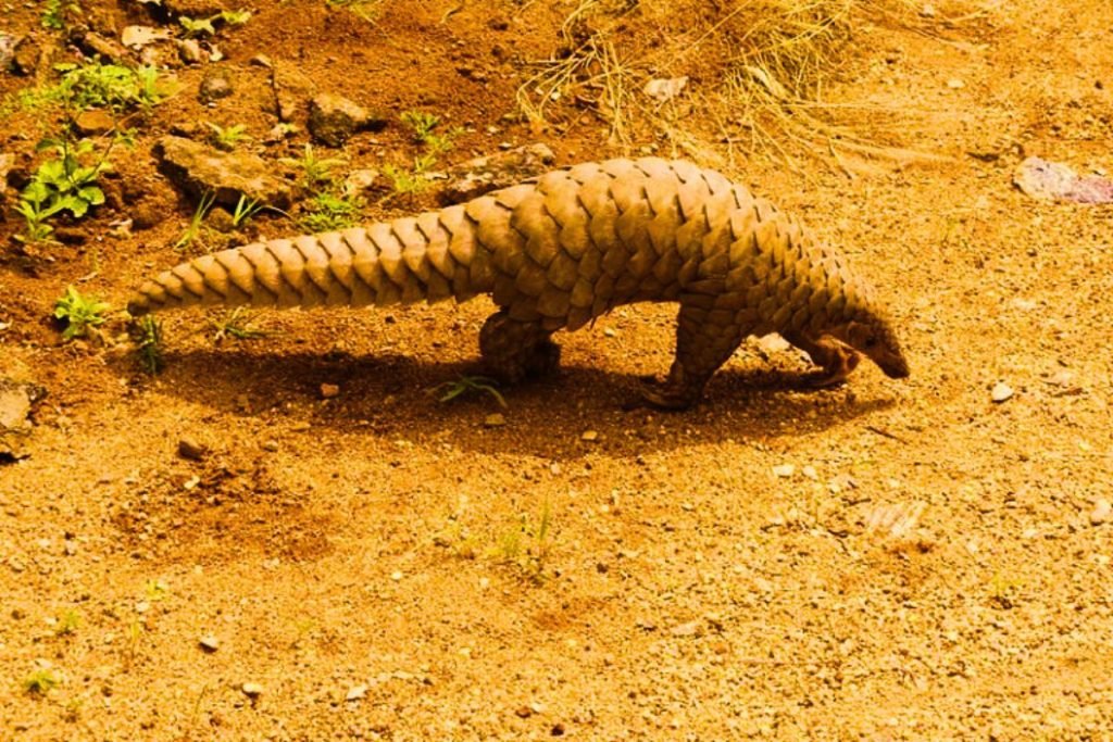 Indian Pangolin in Rajaji