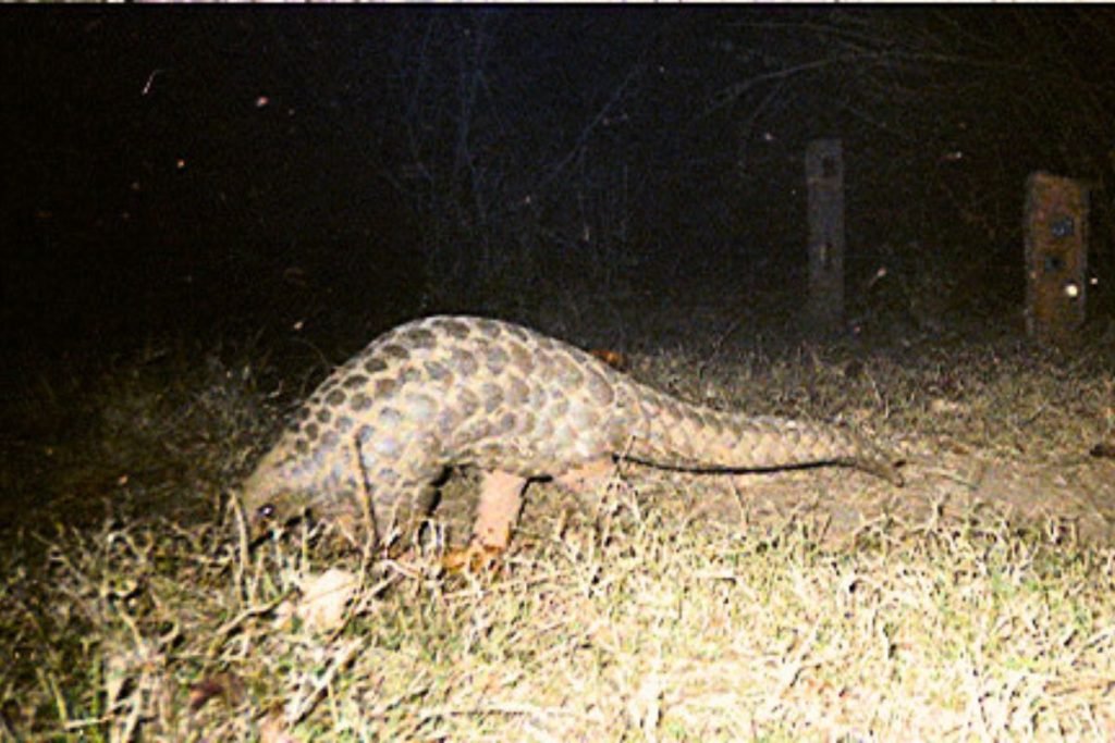 Pangolin in Rajaji National Park