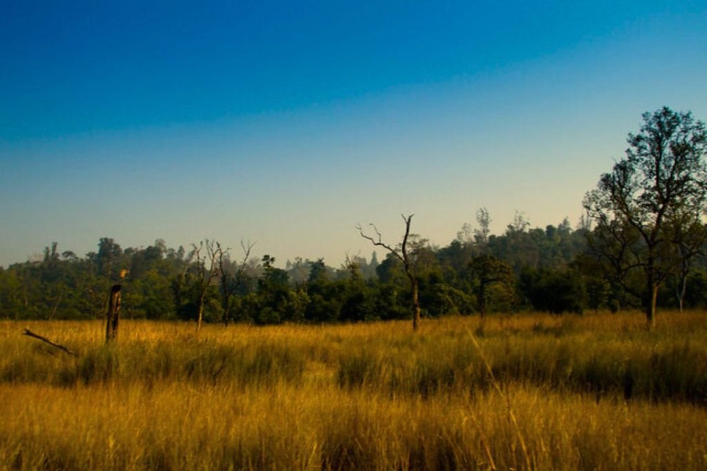 Phulwari Grasslands in Rajaji National Park