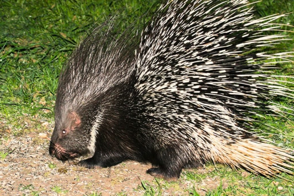 Porcupines in Rajaji 
