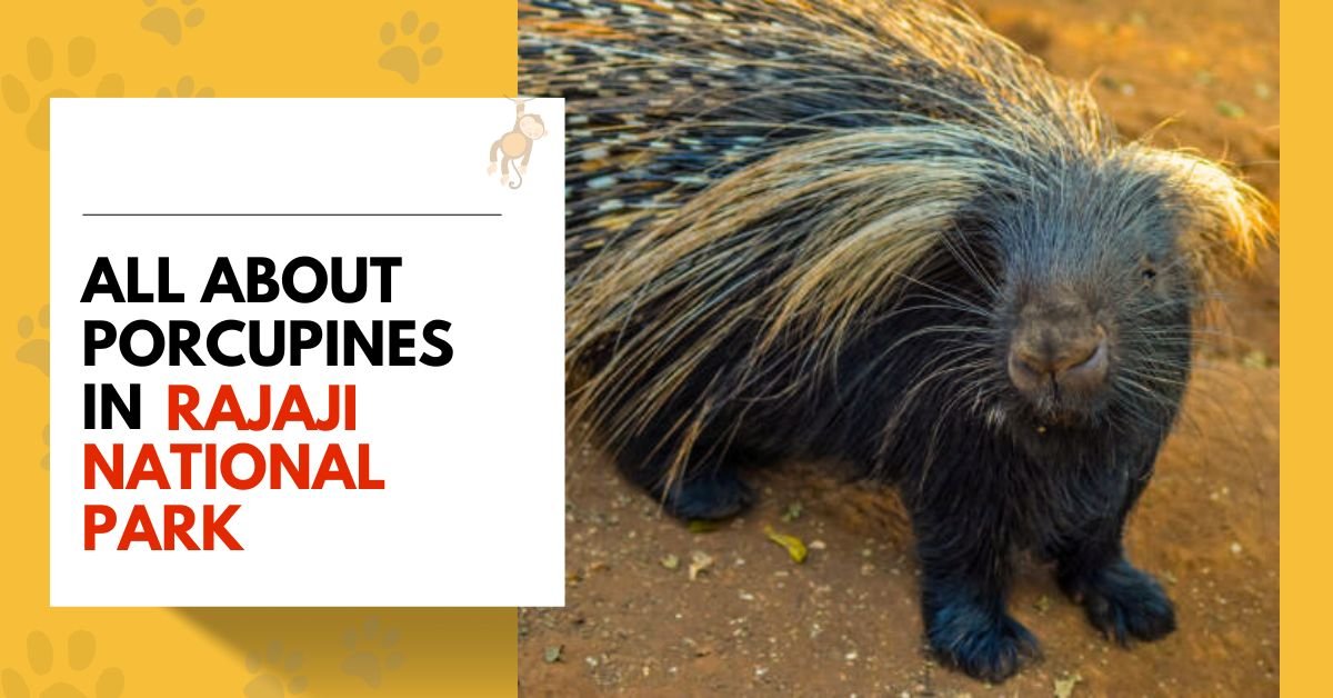 All about Porcupines in Rajaji National Park