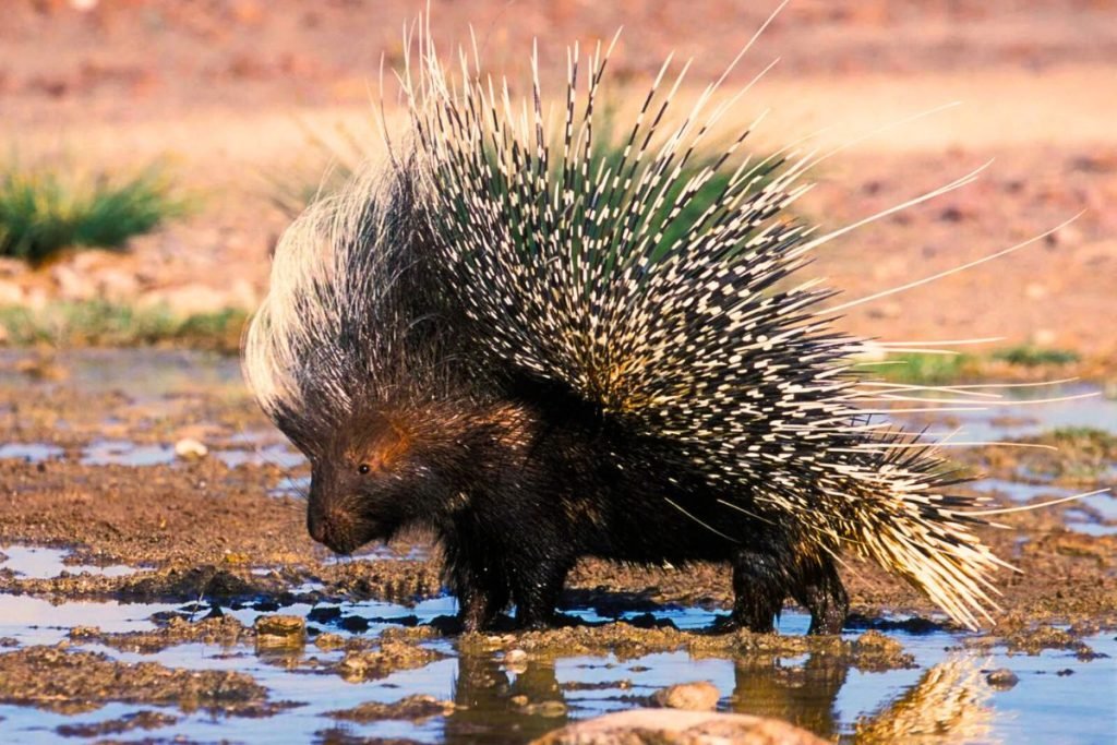 Porcupines near water