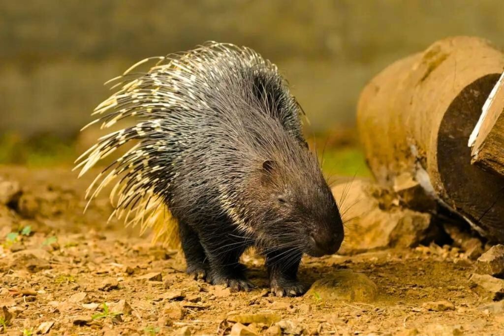 Porcupines of Rajaji Tiger Reserve