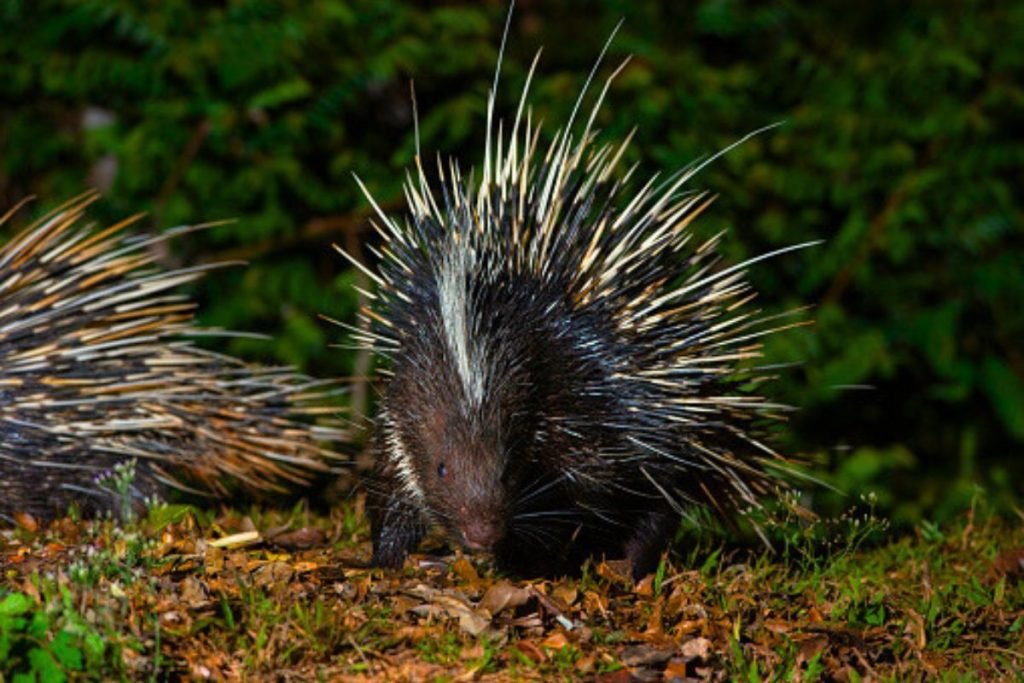 Porcupines of Rajaji Tiger Reserve