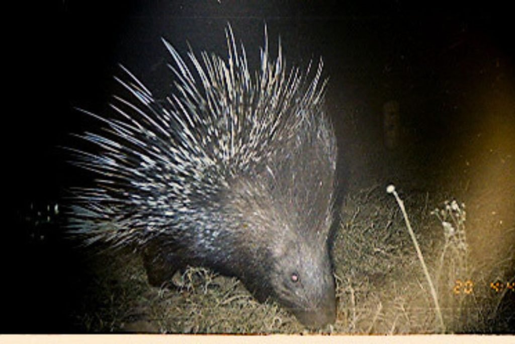 Porcupines spotted in camera in Rajaji National Park