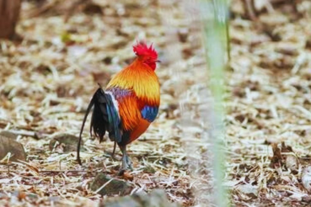 Red Junglefowl in Rajaji National Park