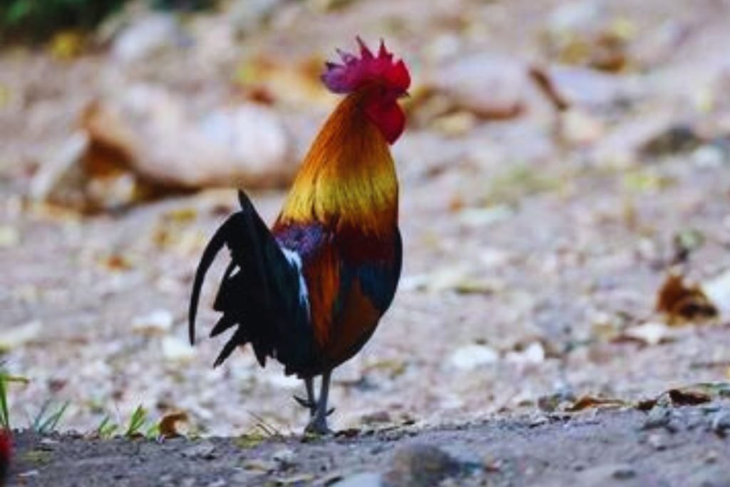 Red Junglefowl in Rajaji National Park