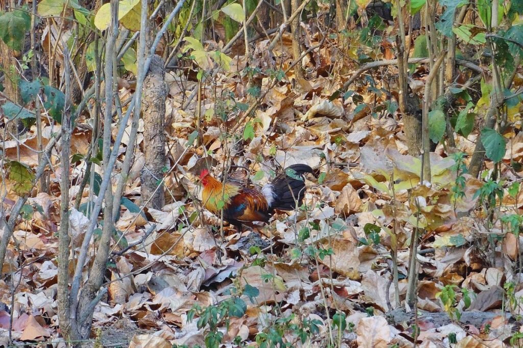 Red Junglefowl in Rajaji National Park