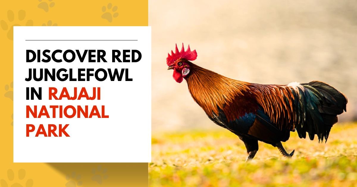 Discover Red Junglefowl in Rajaji National Park