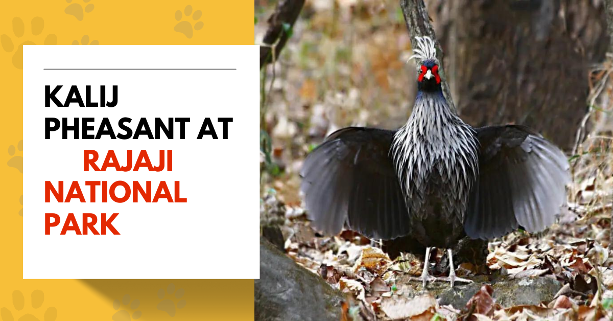 Kalij Pheasant
