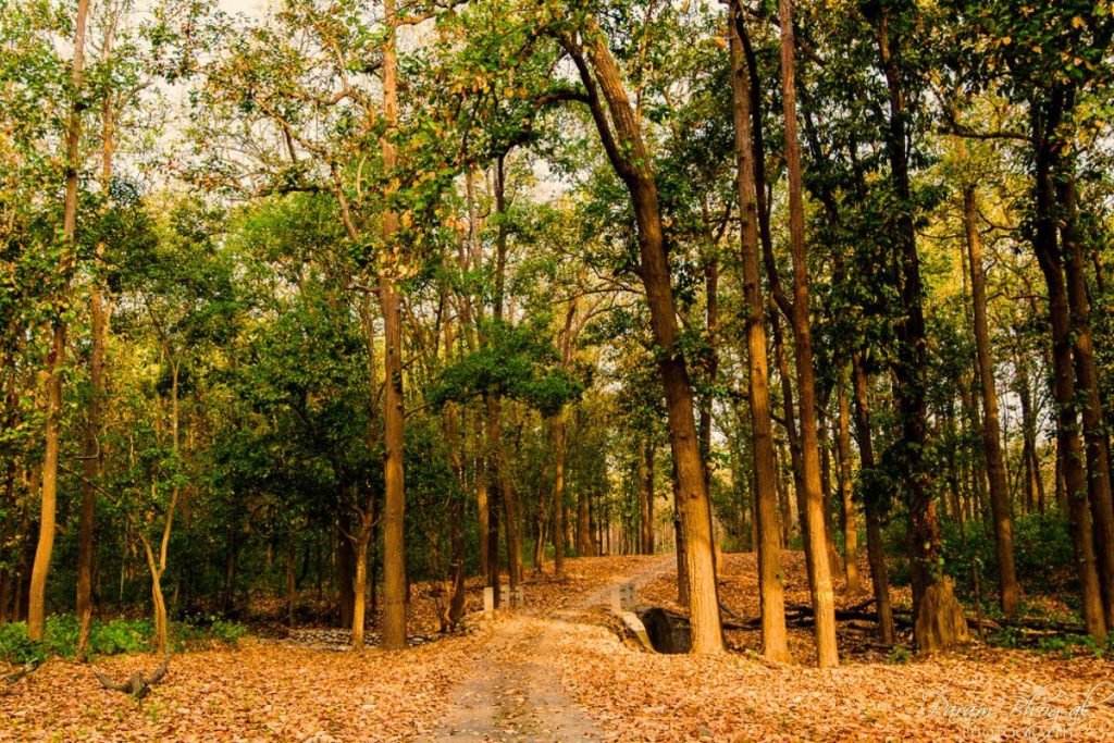 Sal Forests in Rajaji National Park
