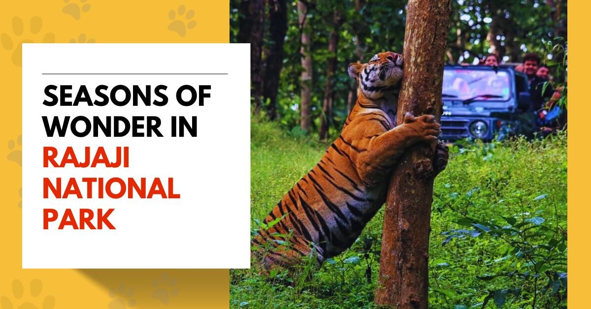 Seasons of Wonder in Rajaji National Park