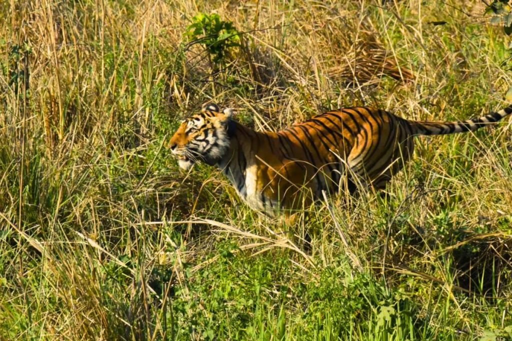 Tiger in Rajaji