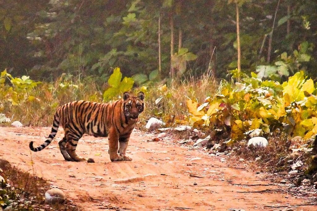 Tiger in Rajaji National Park