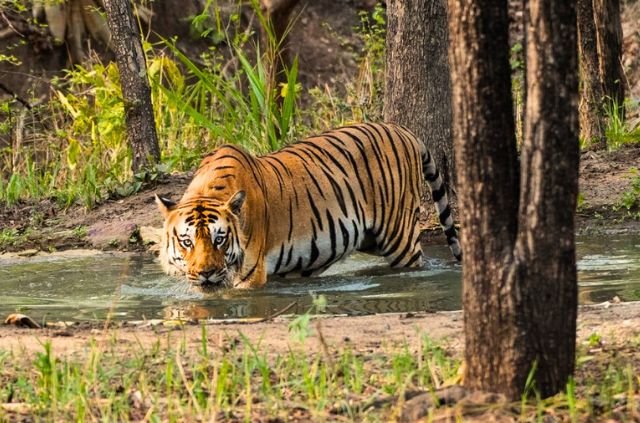 Tigers of Rajaji National Park