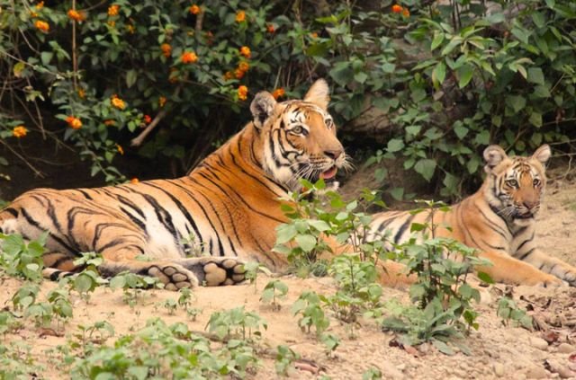 Tigers of Rajaji National Park