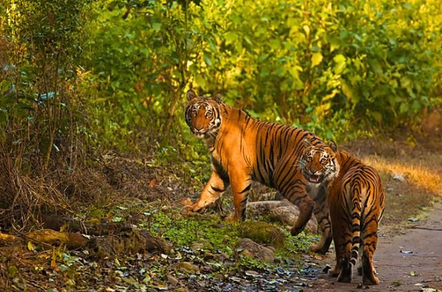 Tigers of Rajaji National Park