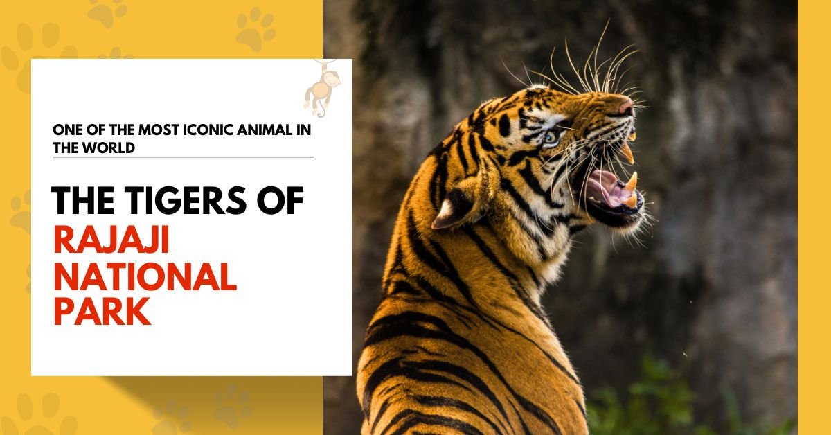 The Tigers of Rajaji National Park