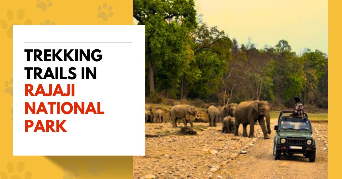Trekking Trails in Rajaji National Park
