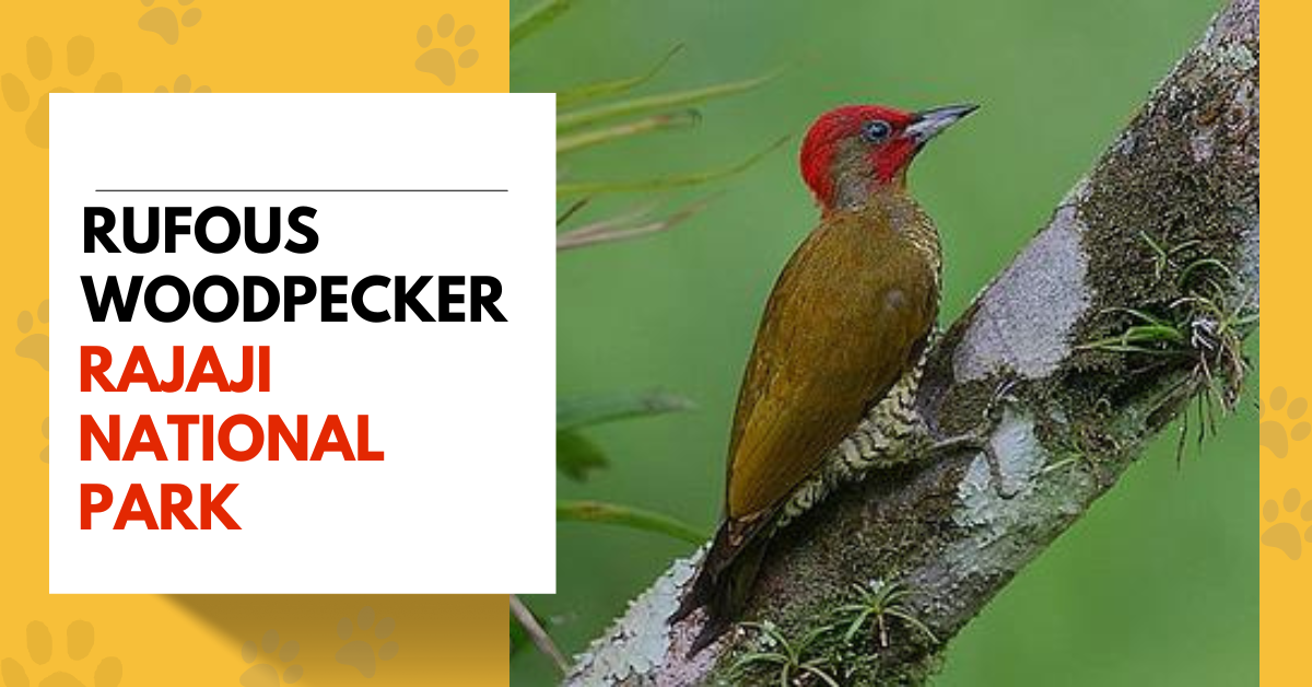 Rufous Woodpecker