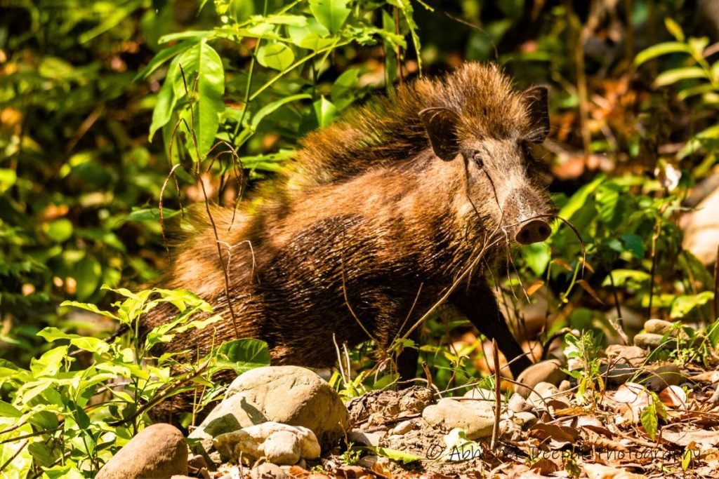 Wild Boars in Rajaji national park