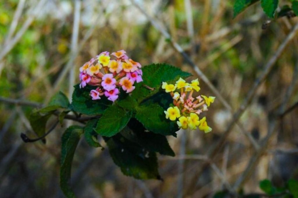 Wild flower in Rajaji National Park