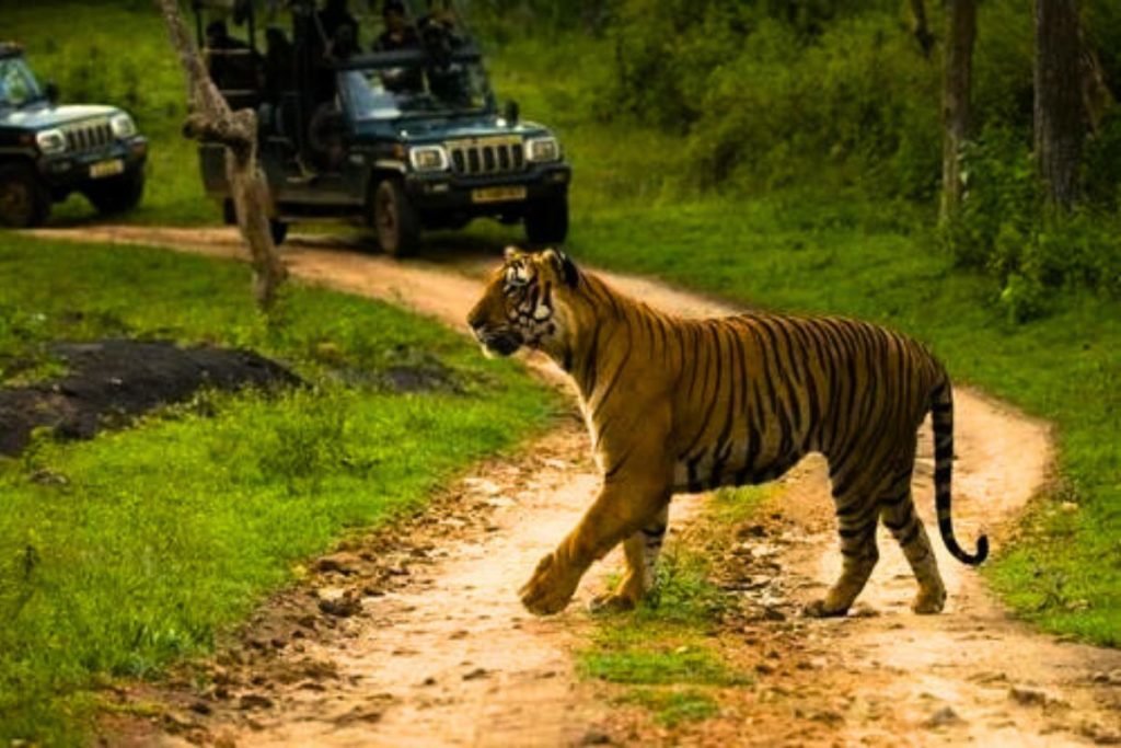 Wildlife Safari