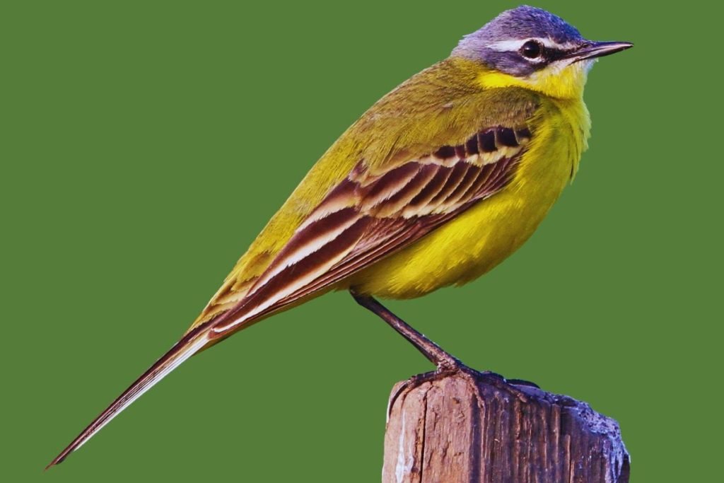 Yellow Wagtail