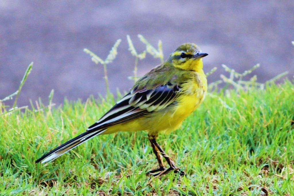 Yellow Wagtail